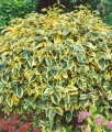 Oliwnik Gilt Edge w donicy