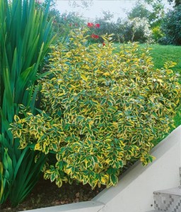 Oliwnik Gilt Edge w donicy