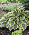 Funkia/Hosta First Frost w donicy