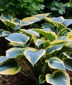 Funkia/Hosta First Frost w donicy