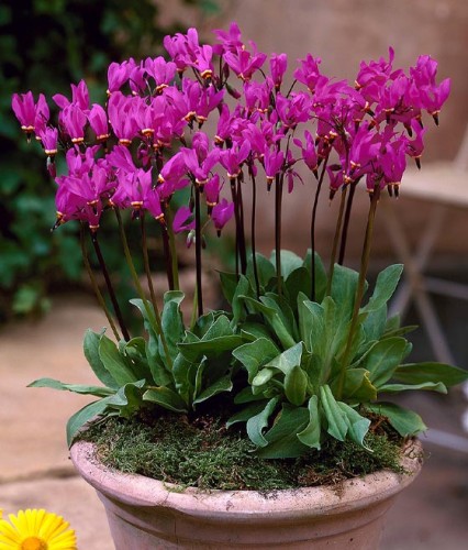 Bożykwiat Nadobny Red Wings w donicy