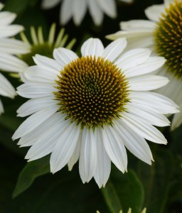 Jeżówka Purpurowa White Swan w donicy