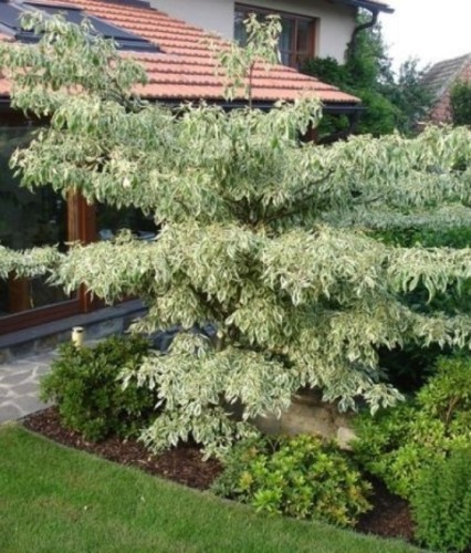 Kolcosił Siebolda Variegatus w donicy