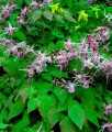 Epimedium Younga Roseum w donicy