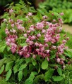 Epimedium Younga Roseum w donicy