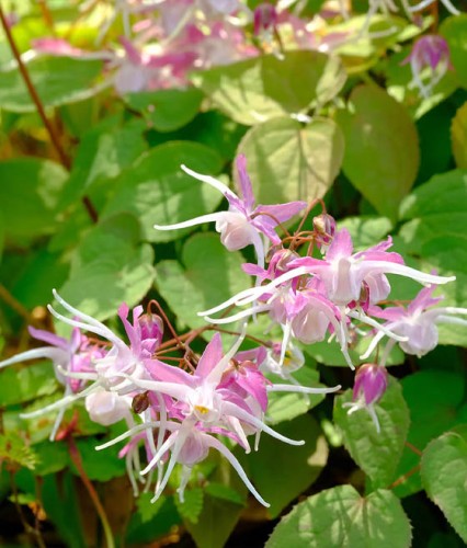 Epimedium Younga Roseum w donicy