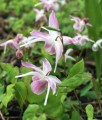 Epimedium Younga Roseum w donicy
