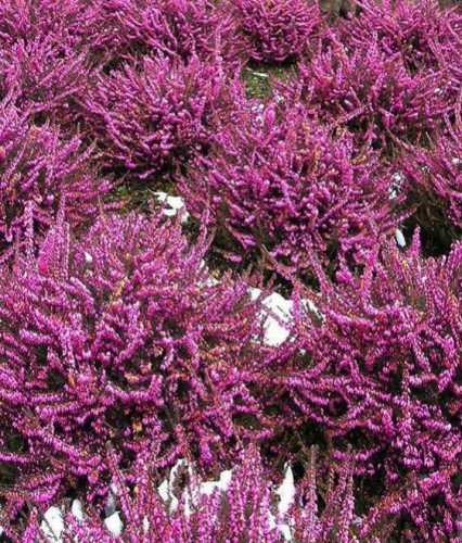 Wrzosiec Darlejski Kramers Rote w donicy