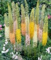 Pustynnik (Eremurus) Ruiter Hybrids w donicy