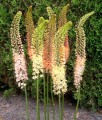 Pustynnik (Eremurus) Ruiter Hybrids w donicy