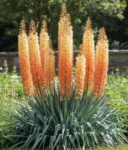 Pustynnik (Eremurus) Ruiter Hybrids w donicy