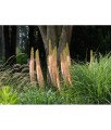 Pustynnik (Eremurus) Ruiter Hybrids w donicy