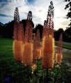 Pustynnik (Eremurus) Cleopatra w donicy