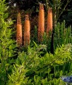 Pustynnik (Eremurus) Cleopatra w donicy