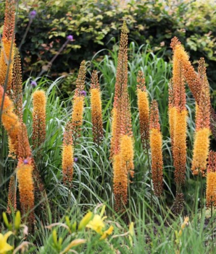 Pustynnik (Eremurus)  Cleopatra w donicy