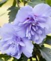 Hibiskus Blue Chiffon- Ketmia Syryjska w donicy