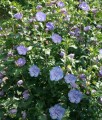 Hibiskus Blue Chiffon- Ketmia Syryjska w donicy