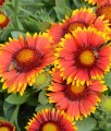 Gailardia Oścista Arizona Sun w donicy