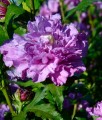 Hibiskus French Cabaret Purple - Ketmia Syryjska w donicy