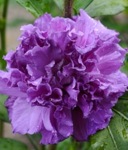 Hibiskus French Cabaret Purple - Ketmia Syryjska w donicy
