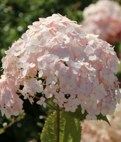 Hortensja Drzewiasta Candybelle Bubblegum w donicy