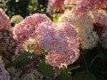 Hortensja Drzewiasta Candybelle Bubblegum w donicy