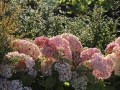 Hortensja Drzewiasta Candybelle Bubblegum w donicy