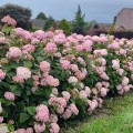 Hortensja Drzewiasta Candybelle Bubblegum w donicy