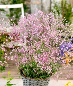 Gipsówka Wiechowata Różowa w donicy