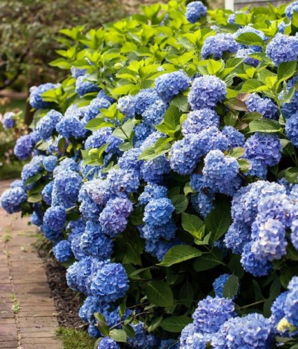 Hortensja Ogrodowa Early Blue w donicy