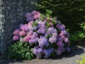 HORTENSJA OGRODOWA BOUQUET ROSE