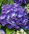 Hortensja ogrodowa Jip Blue w donicy