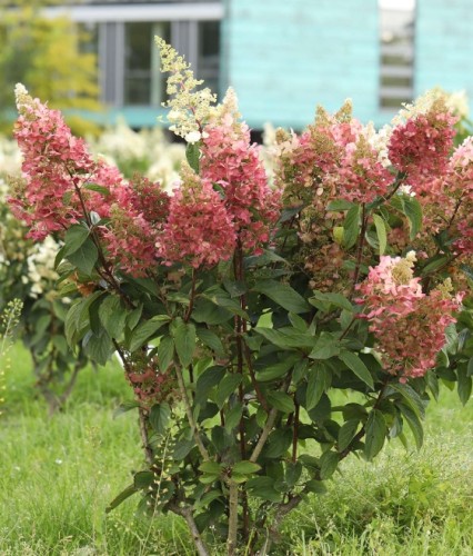 Hortensja bukietowa Candlelight w donicy