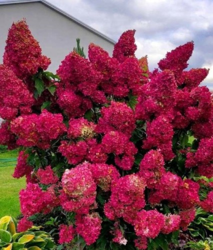 Hortensja Bukietowa Diamant Rouge w donicy