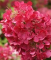 Hortensja Bukietowa Diamant Rouge w donicy