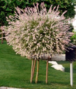 Wierzba Japońska Hakuro Nishiki na pniu w donicy