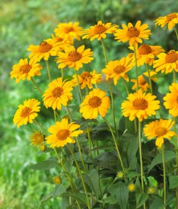 Słoneczniczek Szorstki w donicy