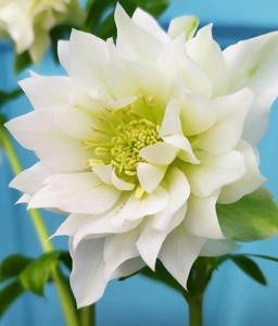 Ciemiernik Double Ellen White w donicy