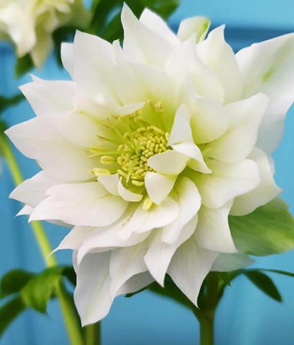 Ciemiernik Double Ellen White w donicy