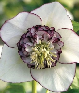 Ciemiernik Wschodni Winter Emotions Anemone Picotee w donicy