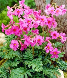 Inkarwilla Delavaya w donicy