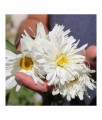 Złocień Wielki Crazy Daisy w donicy