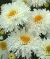 Złocień Wielki Crazy Daisy w donicy