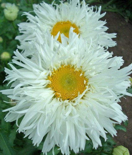 Złocień Wielki Crazy Daisy w donicy