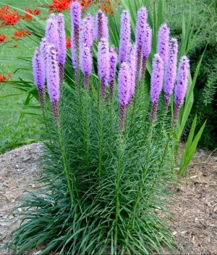 Liatra Kłosowa Floristan Violet w donicy