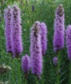 Liatra Kłosowa Floristan Violet w donicy