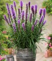 Liatra Kłosowa Floristan Violet w donicy