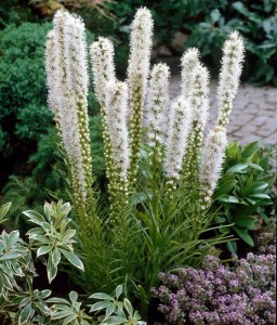 Liatra Kłosowa Floristan White w donicy