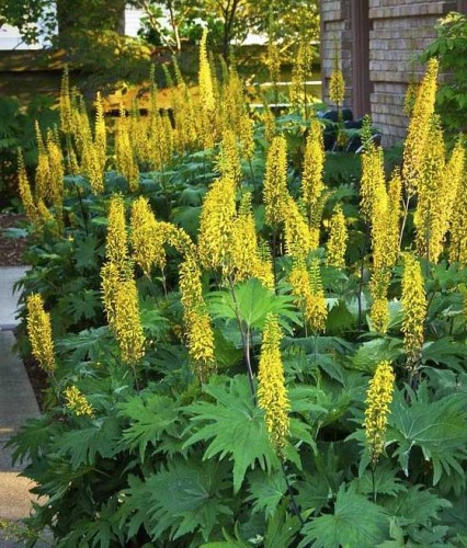 Języczka Wąskogłówkowa The Rocket w donicy