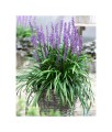 Liriope szafirkowata Royal Purple w donicy